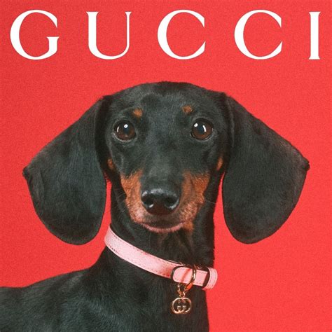 gucci pet binnenkant|Gucci pets.